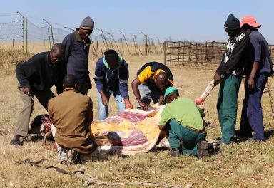 inkomo iyahlatshwa_3641