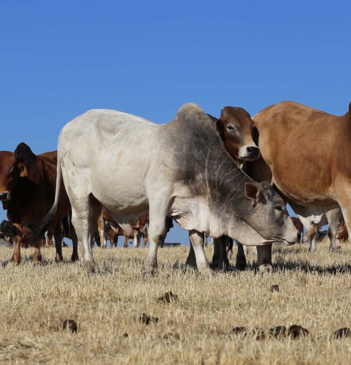 inkabi inuka enye1_9455