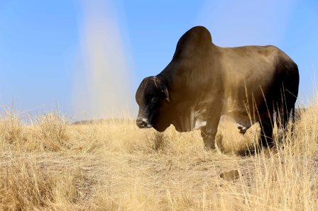 inkunzi emnyama_9482