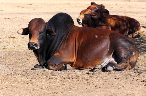 izinkunzi phansi_9486