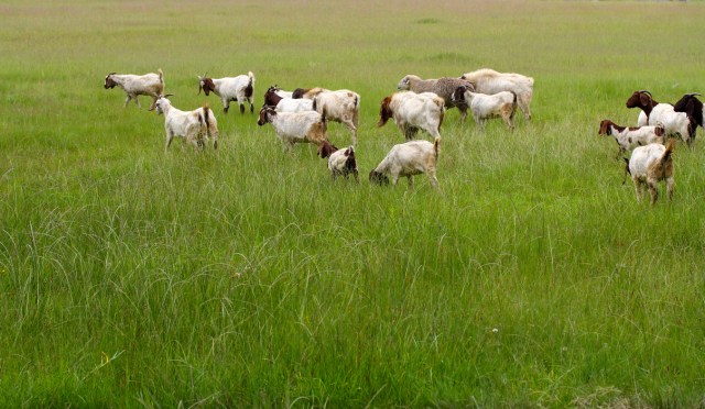 Goats grazing the fields_0158