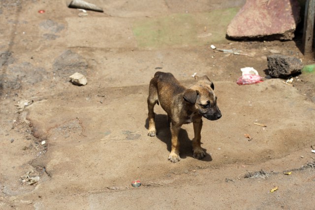 puppy by ntombi_0437